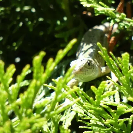 Latoria Vendeghaz Latorpusztan, A Buekk Sziveben Saly